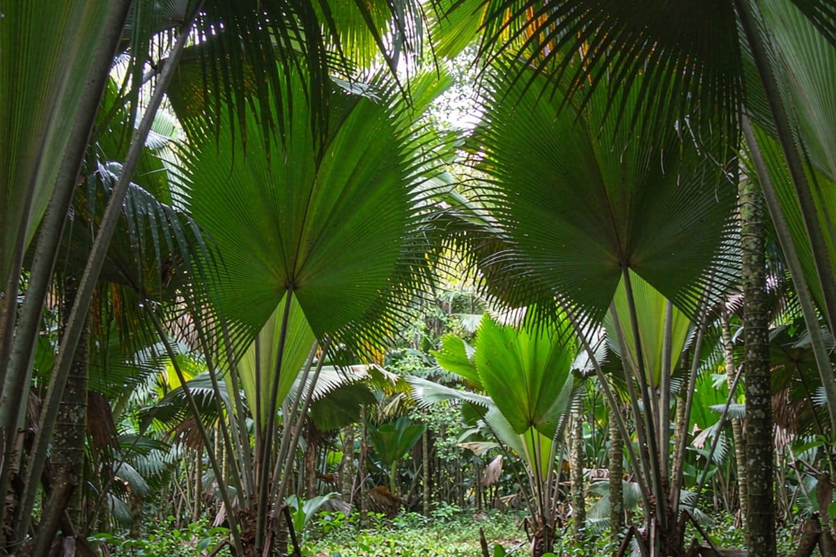 Vallée de Mai