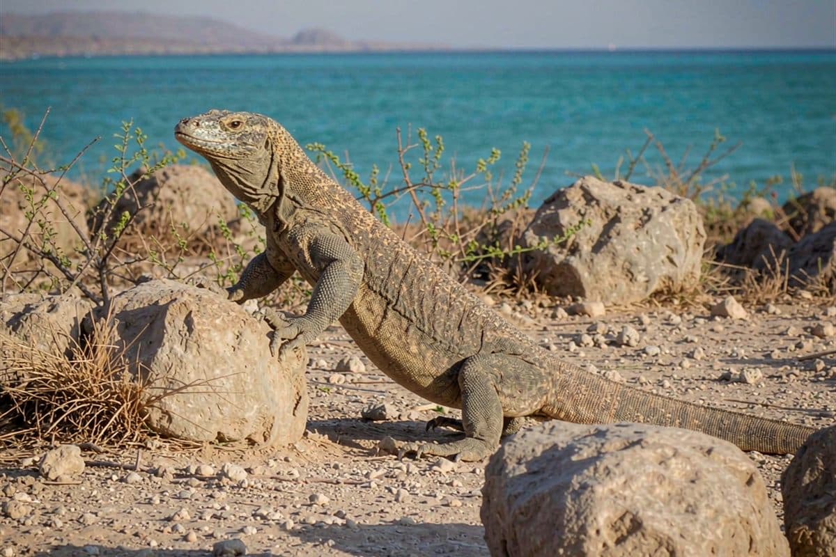 Komodo National Park