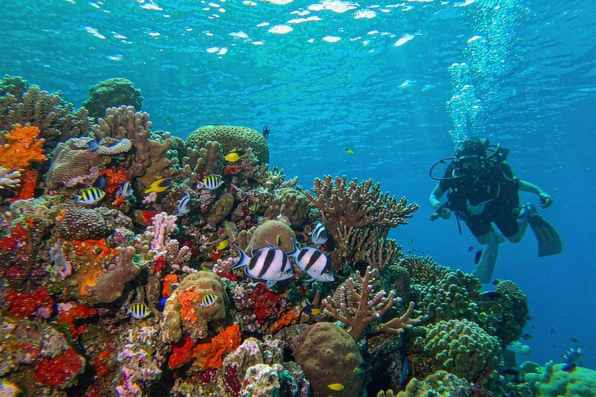 Banana Reef